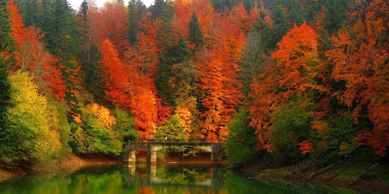 Paisaje de árboles con los colores de otoño, rojizos y verdes